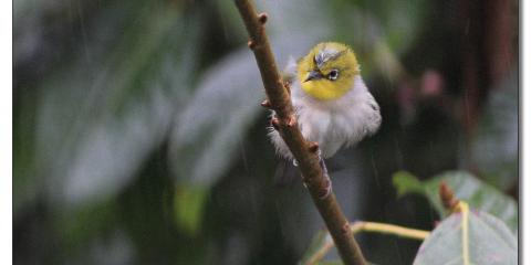 出句相思风雨中