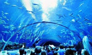 世界上最大的水族馆